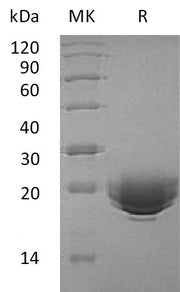 Recombinant Human MOG (C-6His)