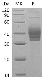 Recombinant Human CLEC4E (C-6His)