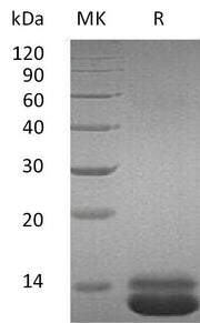 Recombinant Human CXCL1 (C-6His)