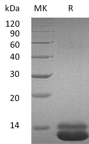 Recombinant Human CXCL1 (C-6His)