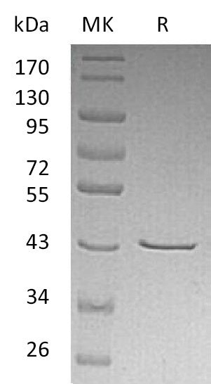 Recombinant Human CHI3L2 (C-6His)