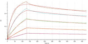 Recombinant Human PVR (C-6His)