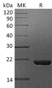 Recombinant Human Cyclophilin B (C-6His)