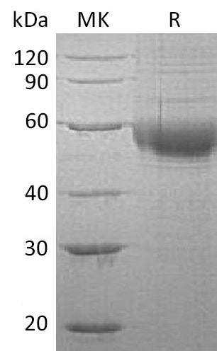 Recombinant Human PLA2G7 (C-6His)