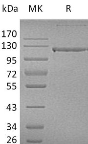 Recombinant Human PECAM-1 (C-Fc)