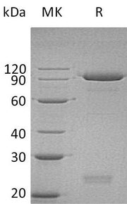 Recombinant Human SEMA3C (C-6His)