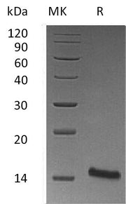 Recombinant Mouse TFF1 (C-6His)