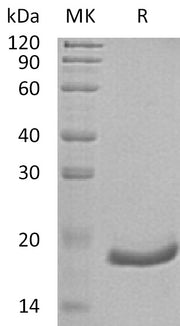 Recombinant Human IFN alpha6 (C-6His)