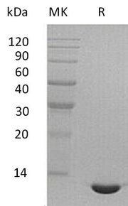 Recombinant Mouse CCL24