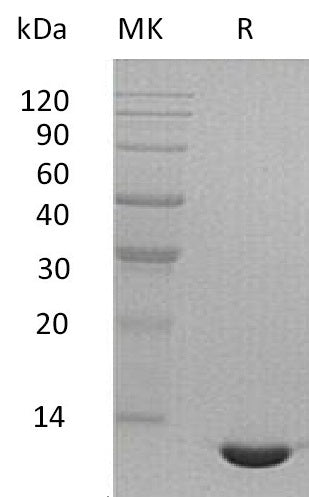 Recombinant Mouse CCL24