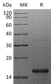 Recombinant Human GFER (N-6His)