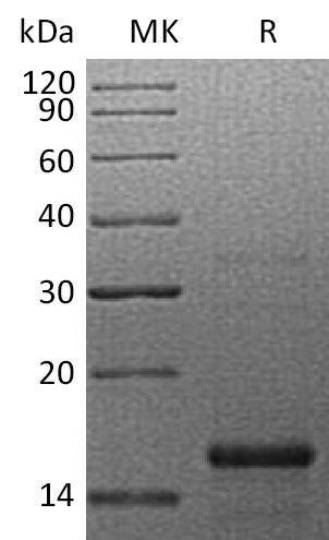 Recombinant Human GFER (N-6His)