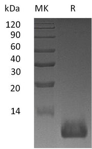 Recombinant Mouse CXCL12