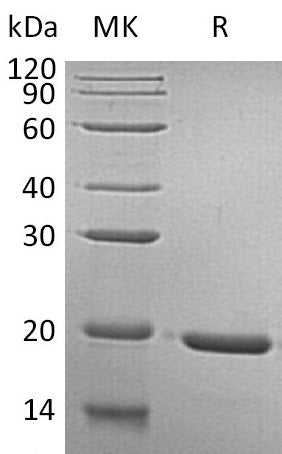 Recombinant Human GH