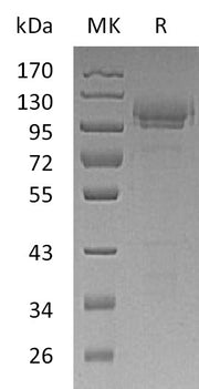 Recombinant Mouse CADM1 (C-Fc)