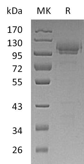 Recombinant Mouse CADM1 (C-Fc)