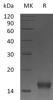 Recombinant Mouse BTC (N-6His)