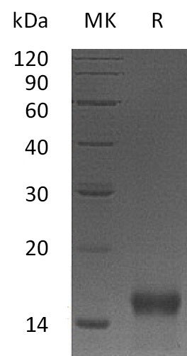 Recombinant Mouse BTC (N-6His)
