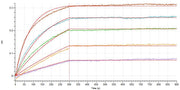 Recombinant Human PD-1 (C-mFc)