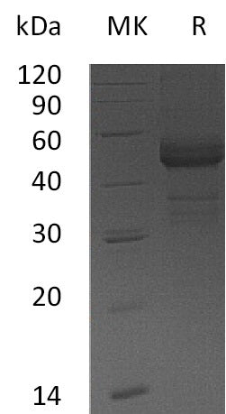 Recombinant Human TDGF1 (C-Fc)