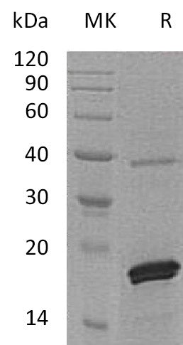 Recombinant Human PRL2 (C-6His)