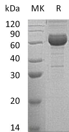 Recombinant Human NCR1 (C-Fc)