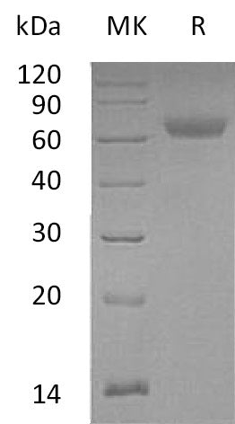 Recombinant Mouse ANGPTL4 (C-Fc)