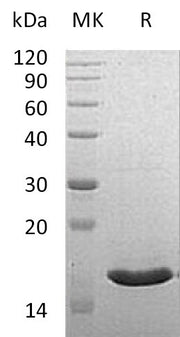 Recombinant Human VAMPB (C-6His)