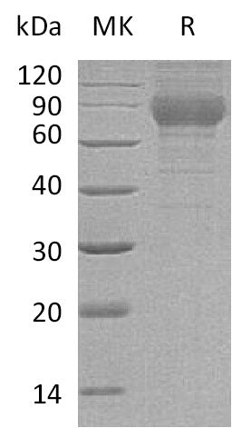 Recombinant Mouse PLXDC2 (C-6His)