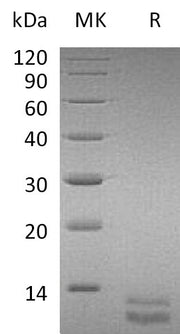 Recombinant Mouse CXCL1 (C-6His)