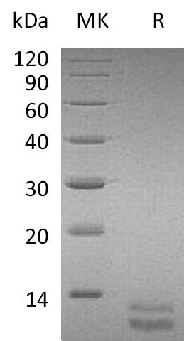 Recombinant Mouse CXCL1 (C-6His)