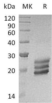 Recombinant Human IL-25 (C-6His)