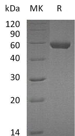 Recombinant Mouse CPM (C-6His)