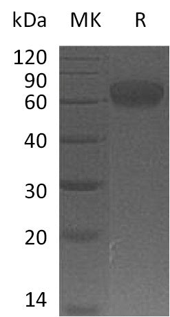 Recombinant Human VISTA (C-Fc)