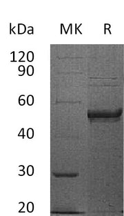 Recombinant Human HVEM (C-Fc)