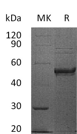 Recombinant Human HVEM (C-Fc)