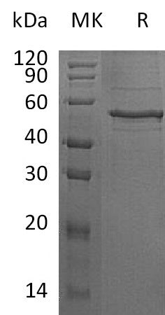 Recombinant Human ANGPTL8 (N-Fc)