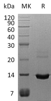 Recombinant Human S100A8 (C-6His)