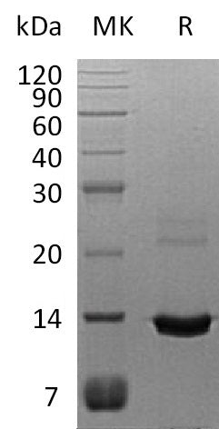 Recombinant Human S100A8 (C-6His)