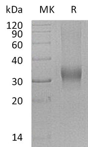 Recombinant Human BMPG (C-6His)