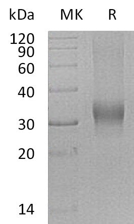 Recombinant Human BMPG (C-6His)