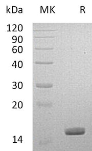 Recombinant Human LGALS14 (C-6His)