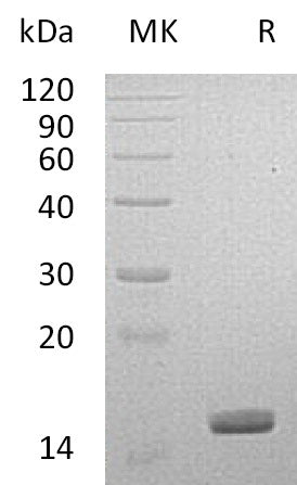 Recombinant Human LGALS14 (C-6His)