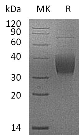 Recombinant Cynomolgus PD-L2 (C-6His)