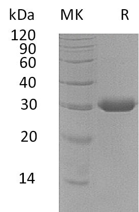 Recombinant Human BTN3A3 (C-6His)
