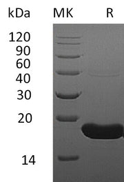 Recombinant Human IFN alpha1 (C-6His)