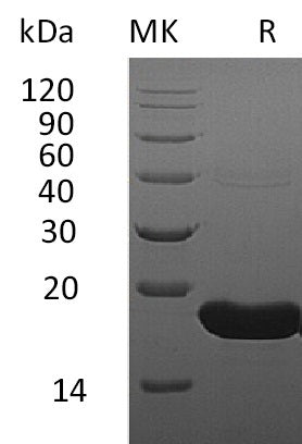 Recombinant Human IFN alpha1 (C-6His)