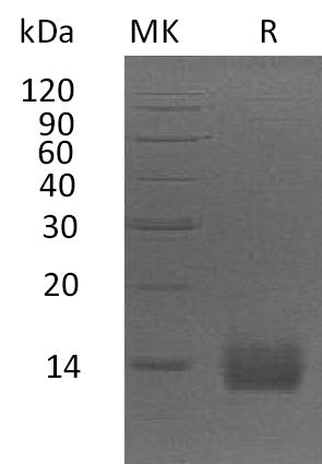 Recombinant Human ApoA2 (C-6His)