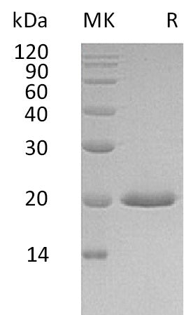 Recombinant Human IFN alpha4 (C-6His)