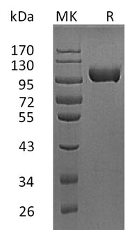 Recombinant Mouse MMP-9 (C-10His)